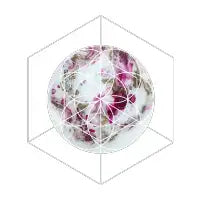 Peony - design