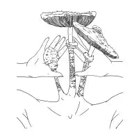 Parasol - design
