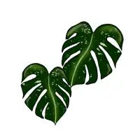 Monstera - design