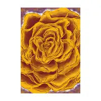 Rosie - design