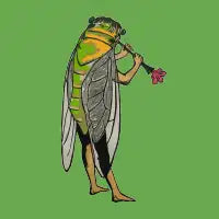 Cicada - design