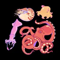 Cephalopods - design
