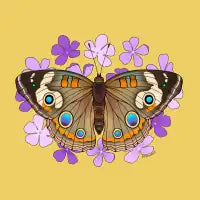 Common Buckeye Butterfly - Blueheart - design