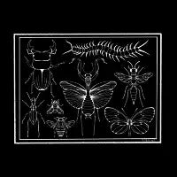 Insect Shadow Box - design