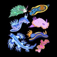 Nudibranchs - design