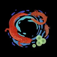 Salamander Life Cycle - design