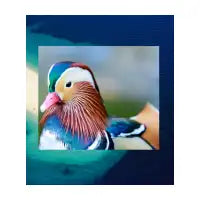Beautiful bird - design