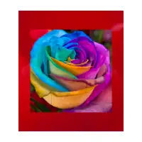Rainbow rose - design