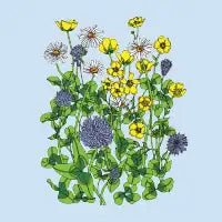 Buttercups - design