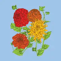 Dhalia - design