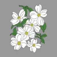 Dogwood - design