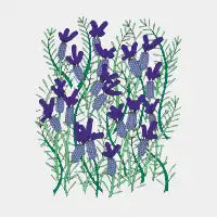 Lavender - design