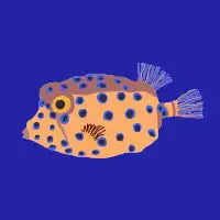 Box Fish - design