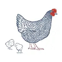 Feathered Friends - design