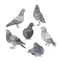 Pigeon Party - design