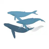 Whales - design