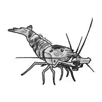 Pistol shrimp - design