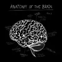 Anatomy of the Brain - design