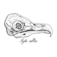 Barn owl skull - design