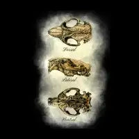 Beaver skull (multiple views) - design