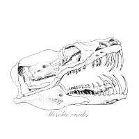 Green python skull in ink - design