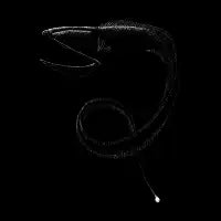 Gulper Eel Illustration - design