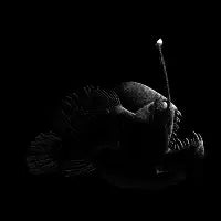 Humpback Anglerfish - design