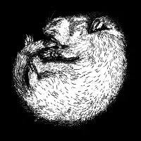 Sleeping Ferret - design