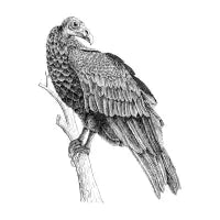 Turkey Vulture - design