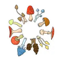 Mushie circle - design