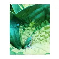 Hosta Frog - design