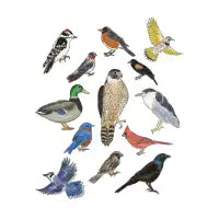 Birds of Chicago - design