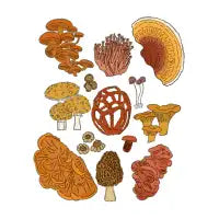 Mushrooms! - design