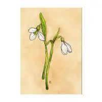 Snowdrops - design