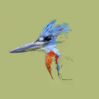 Kingfisher - design