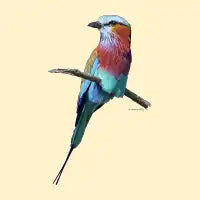 Lilac Breasted Roller - design