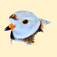 Piping Plover - design