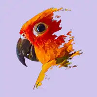 Sun Conure - design
