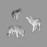 Three Coyotes - design