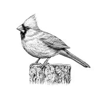 Cardinal Black and White - design