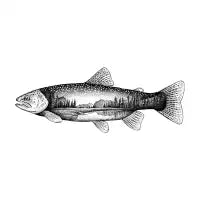 Starry Trout - design