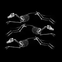 Dogs - design