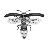 Luciernaga - design