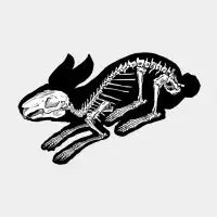Rabbit - design