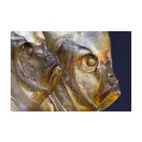 Fish Heads - design