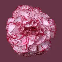 Carnation - design