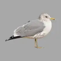 Gull - design