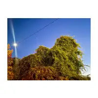 Green In The Wind - design