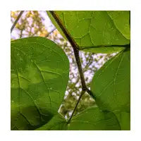 The Green - design