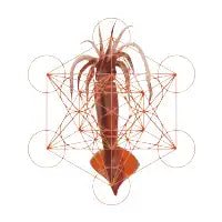 Squid Secret Geometry - design
